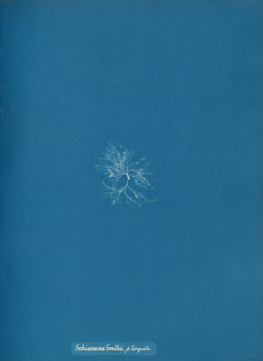 Schizonema Smithii, ß torqata, ca. 1853. od Anna Atkins
