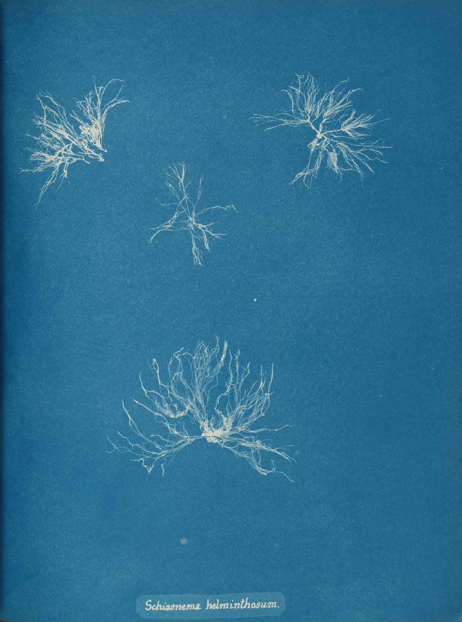 Schizonema helminthosum, ca. 1853. od Anna Atkins