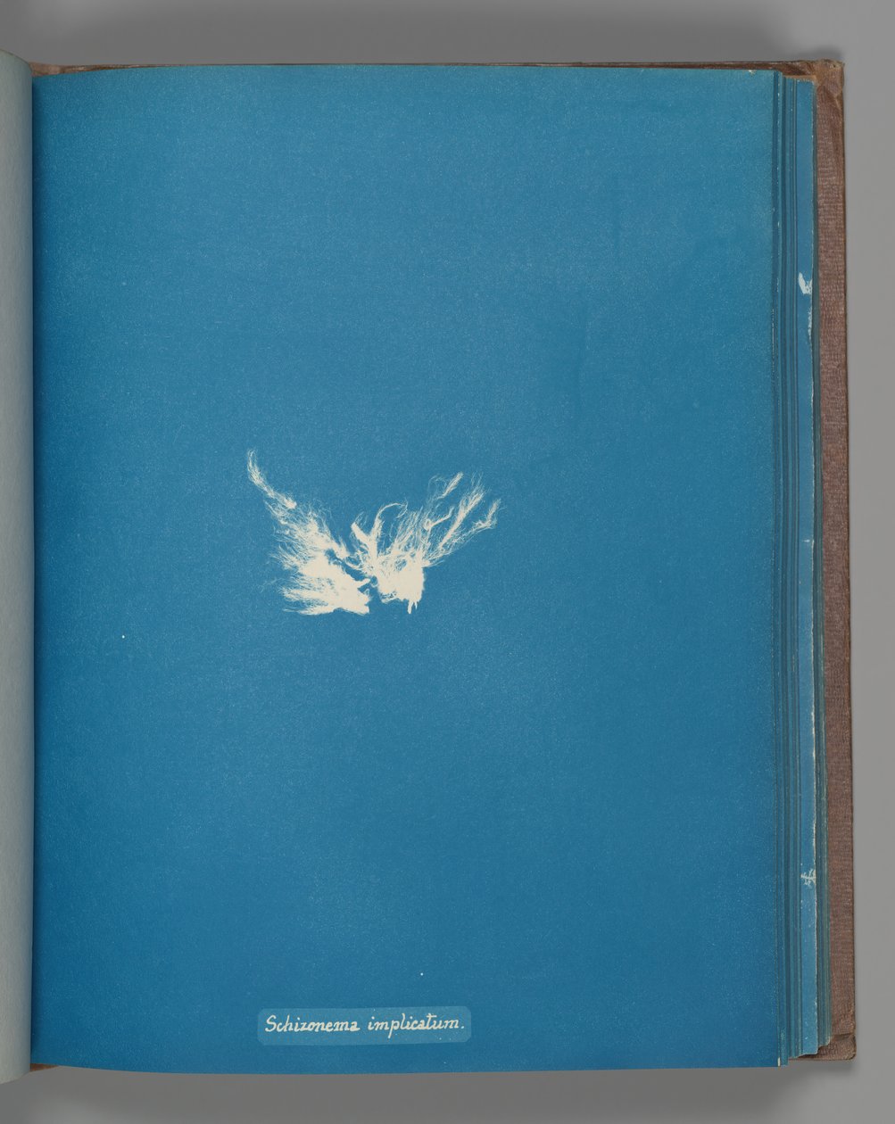komplex Schizonema, ca. 1853 od Anna Atkins