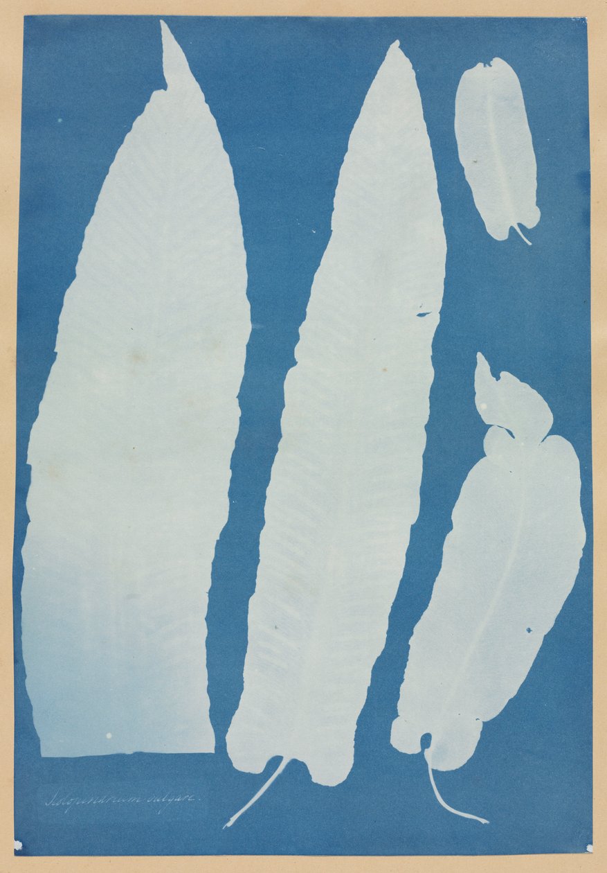 Scopendrium Vulgare od Anna Atkins