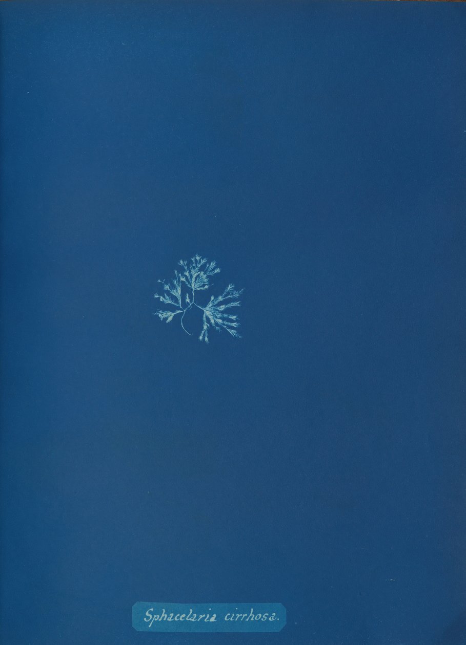 Sphacelaria cirrhosa, ca. 1853. od Anna Atkins