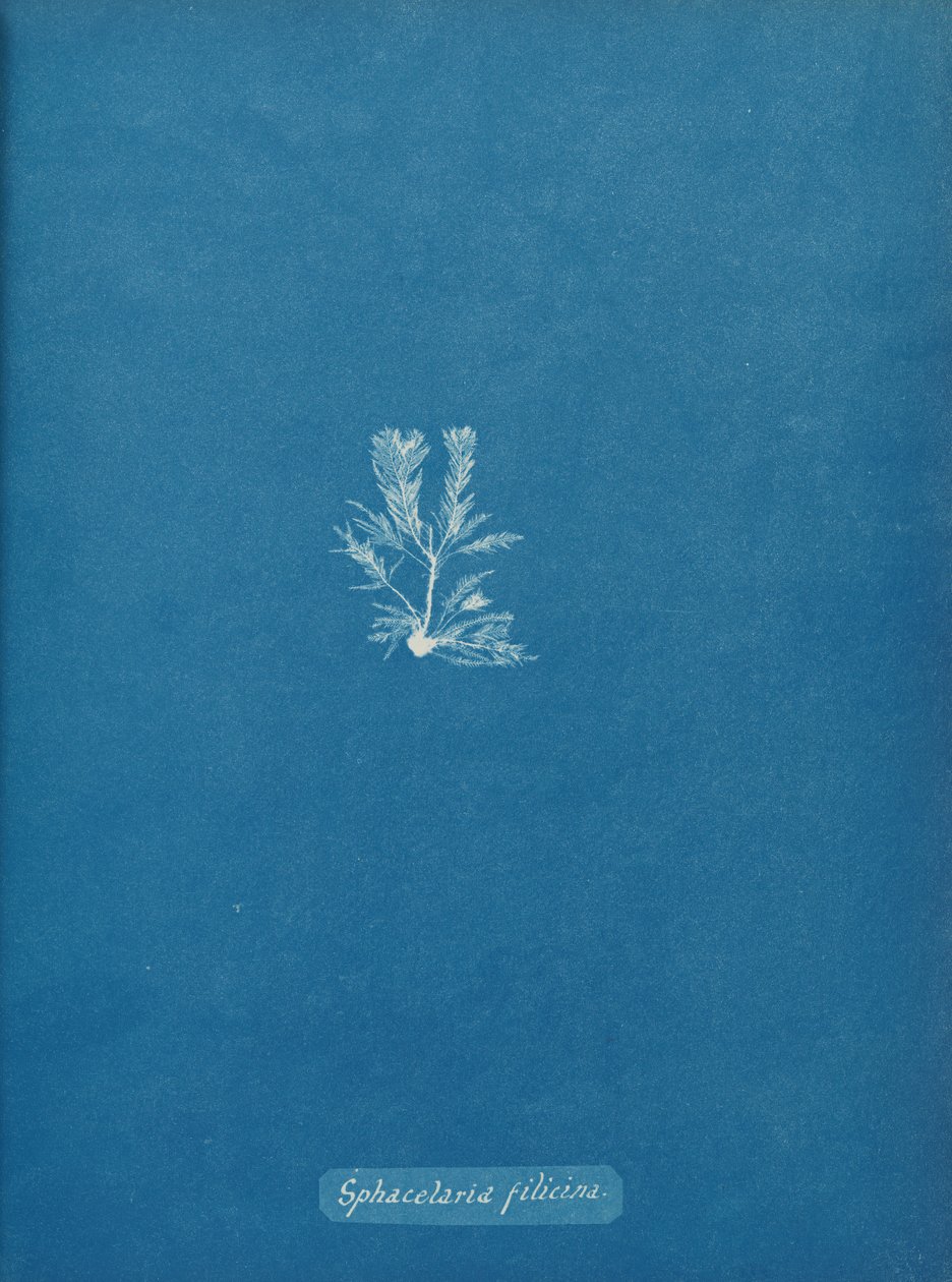 Sphacelaria filicina, ca. 1853. od Anna Atkins