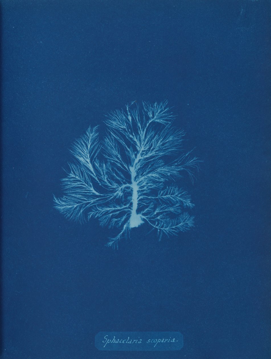 Sphacelaria scoparia, ca. 1853. od Anna Atkins