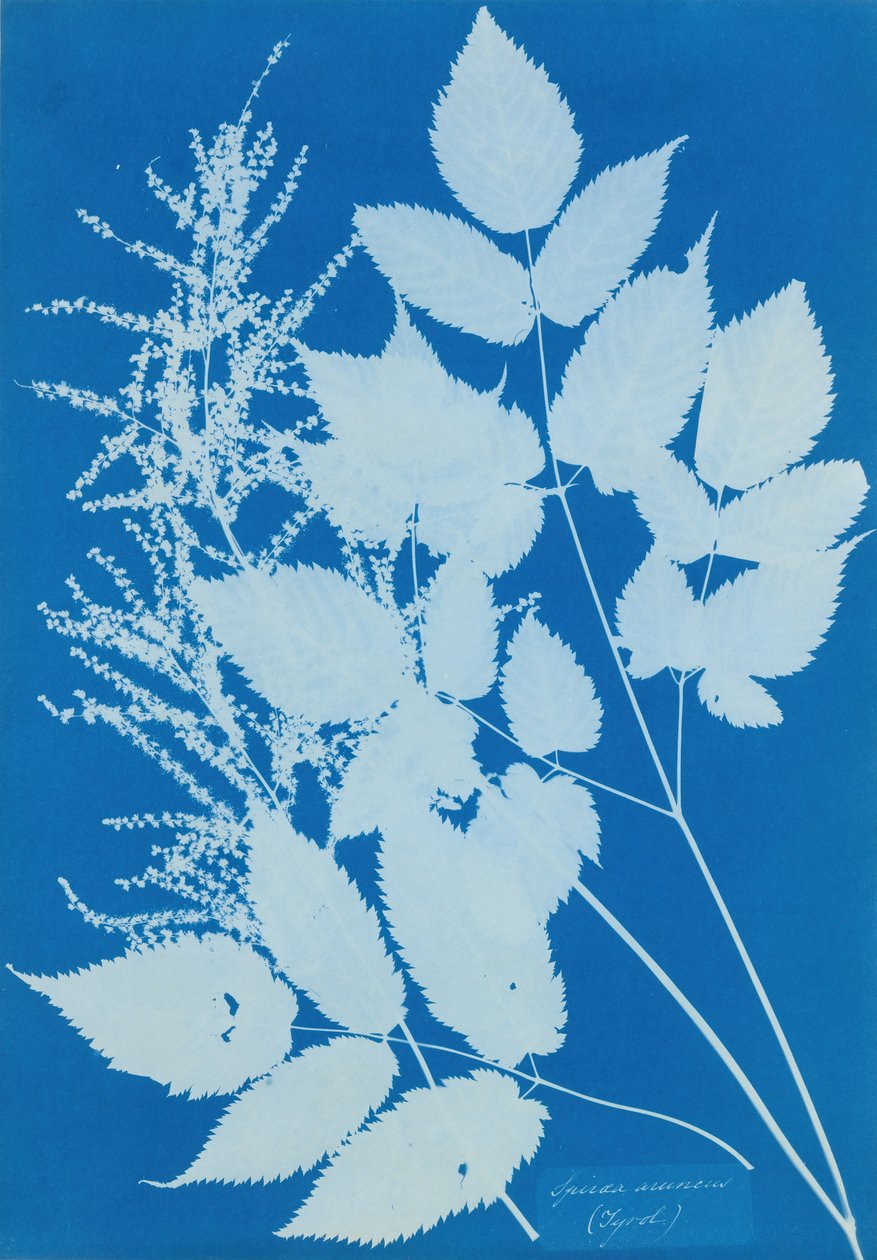 Spiraea arcus Tyrolsko, 1851-54. od Anna Atkins