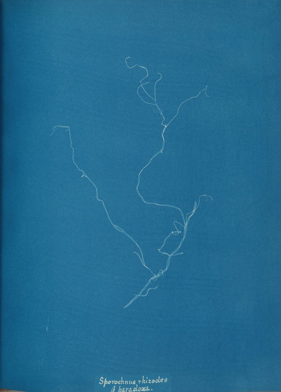 Sporochnius rhizodes ß paracloxa, ca. 1853. od Anna Atkins