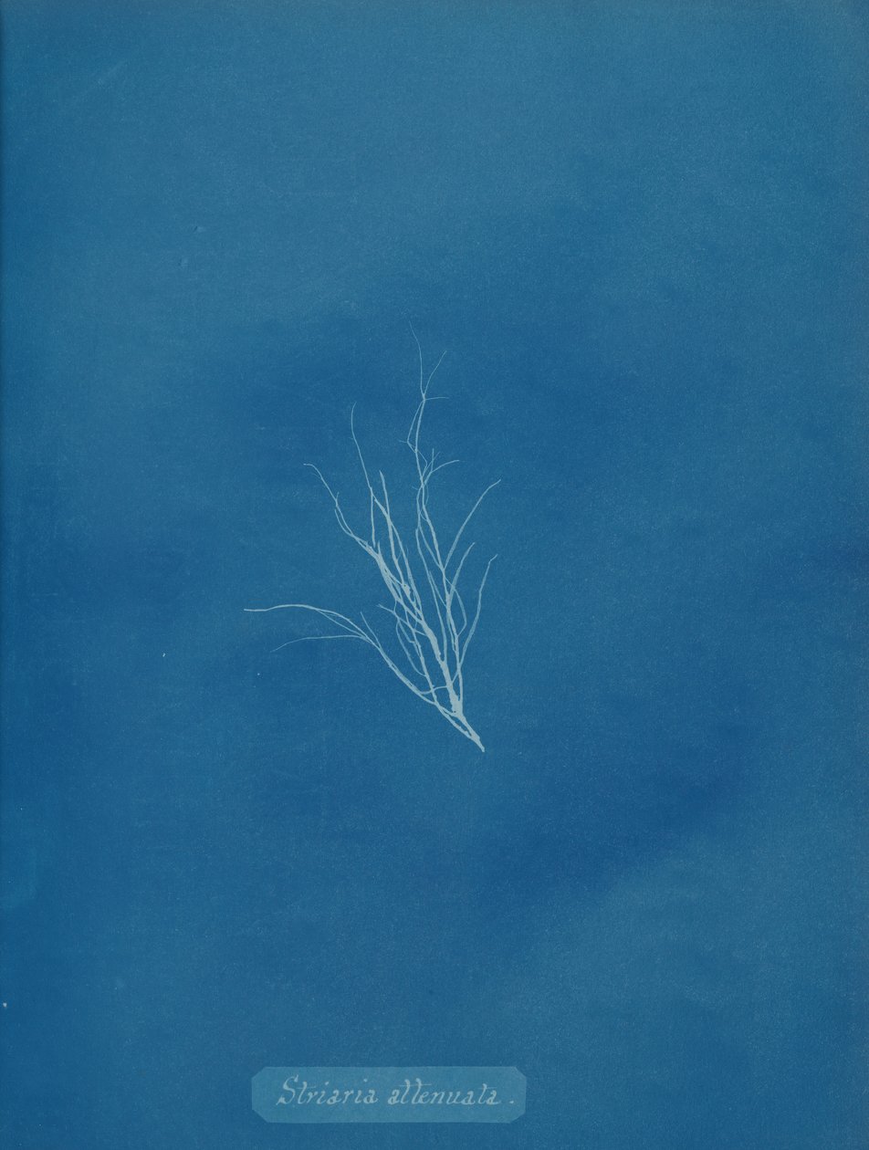 Striaria oslabená, ca. 1853. od Anna Atkins