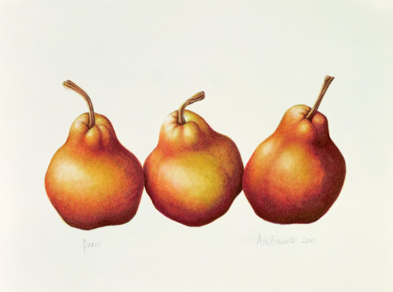 Hrušky, 2000 (wc na papíře) od Annabel Barrett