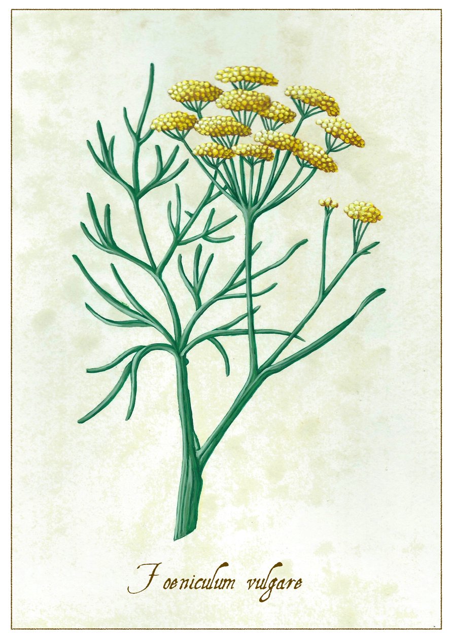 Foeniculum vulgare, 2015 (kvaš) od Annalisa Morrocco