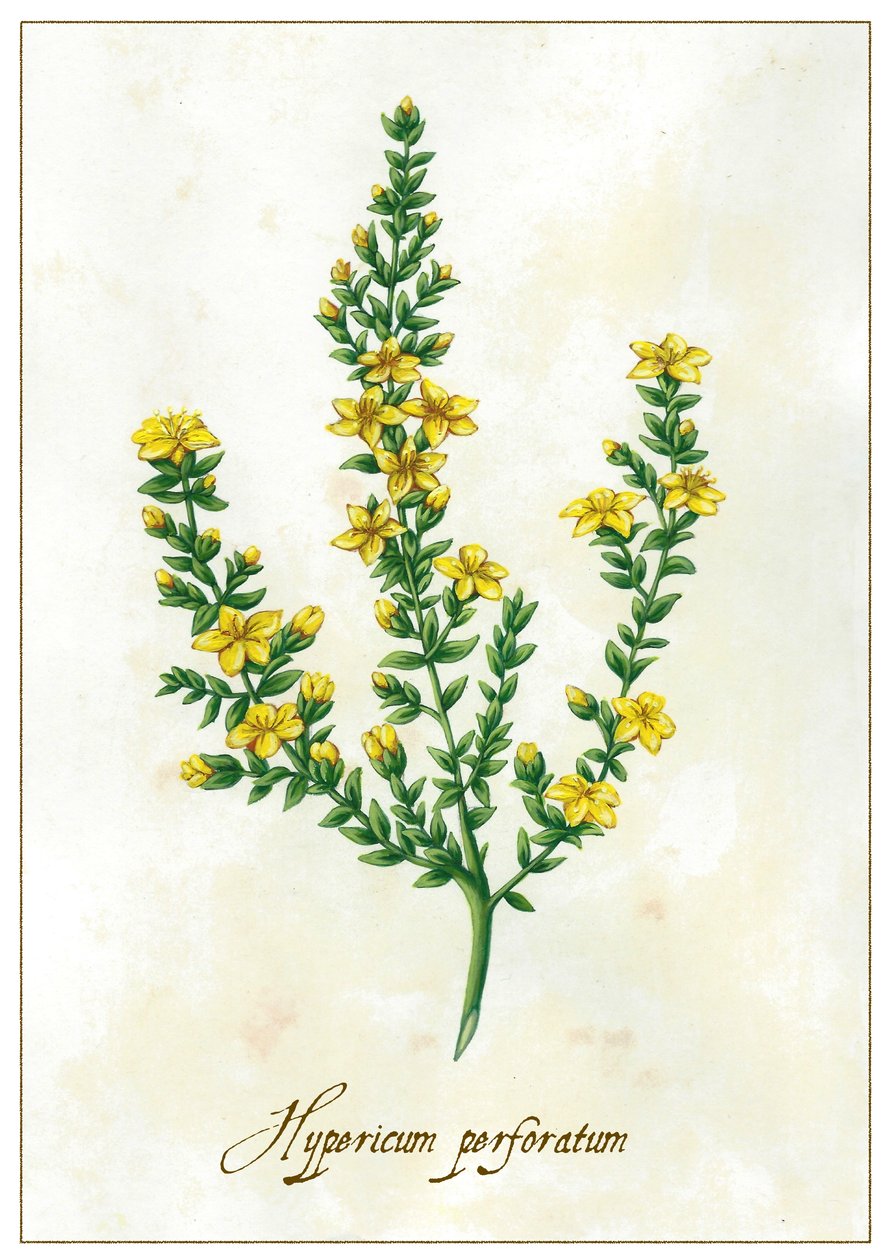 Hypericum perforatum, 2015 (kvaš) od Annalisa Morrocco