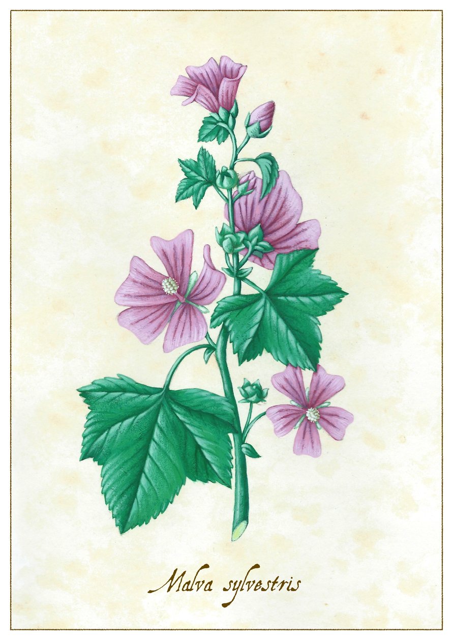 Malva sylvestris, 2015 (kvaš) od Annalisa Morrocco