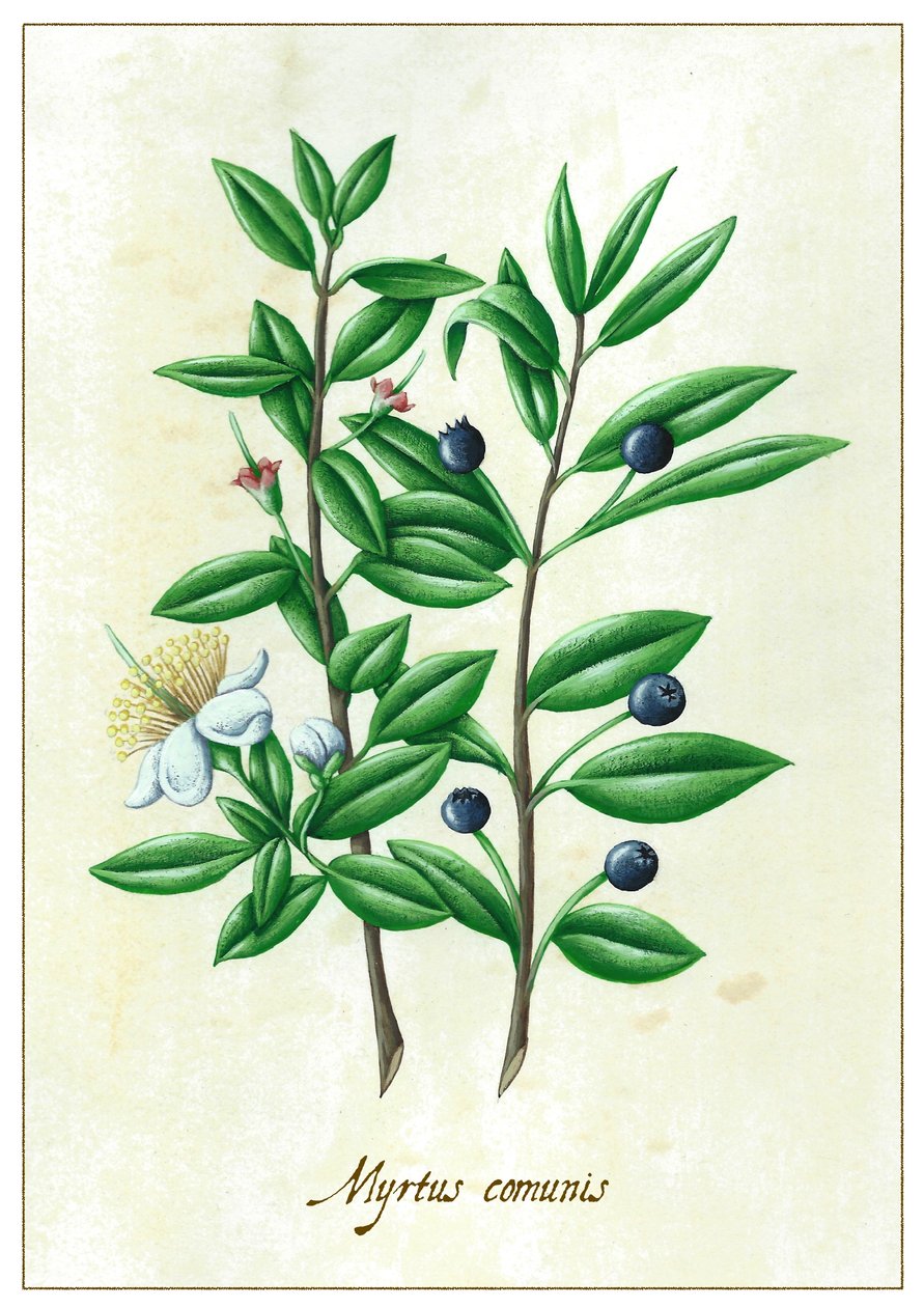 Myrtová společenství, 2015 (kvaš) od Annalisa Morrocco