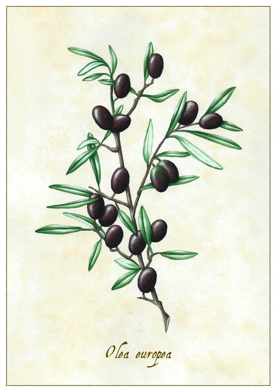 Olea europea, 2015 (kvaš) od Annalisa Morrocco