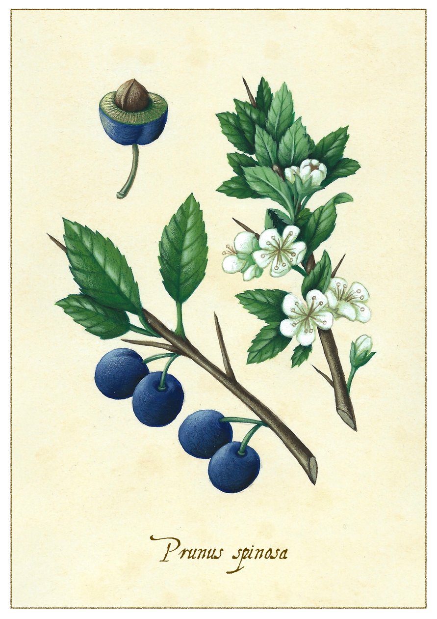 Prunus spinosa, 2015 (kvaš) od Annalisa Morrocco