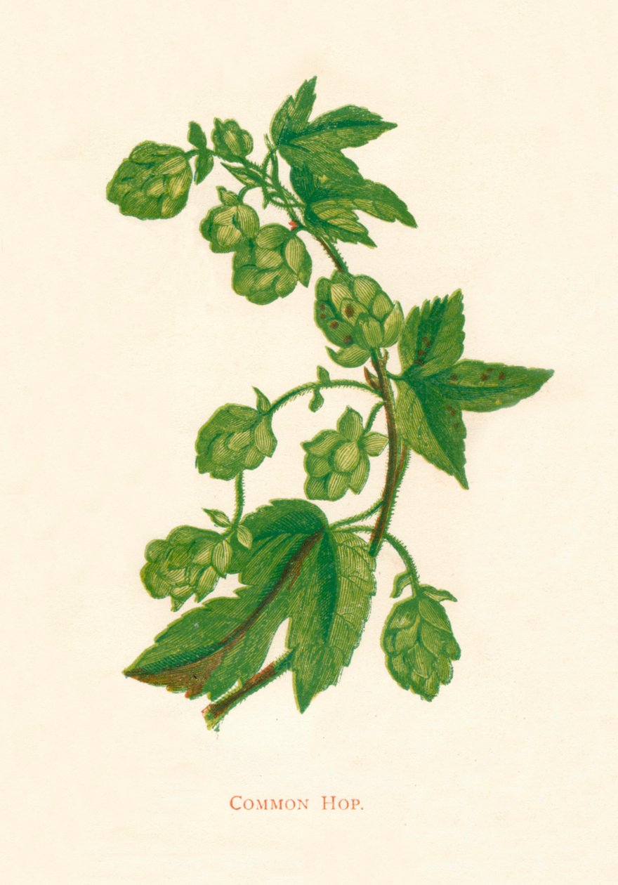 Chmel obecný, c1891, 1891 od Anne Pratt