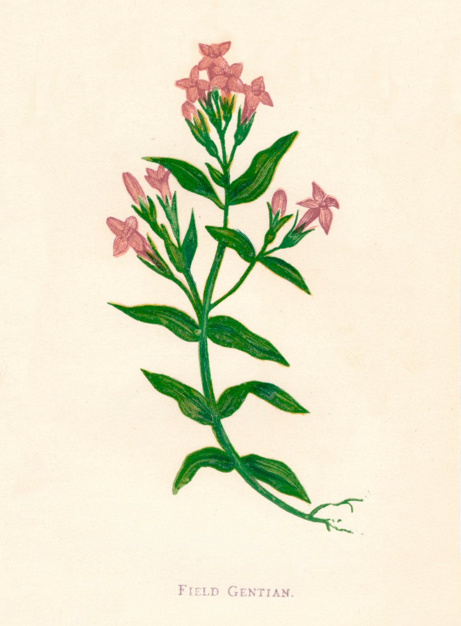 Hořec polní, c1891, 1891 od Anne Pratt
