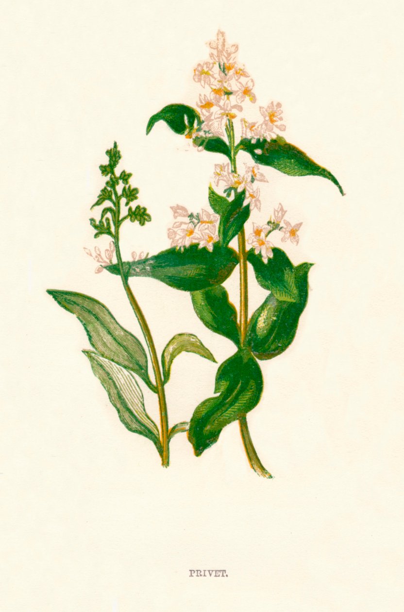 Ahoj k1891, 1891 od Anne Pratt