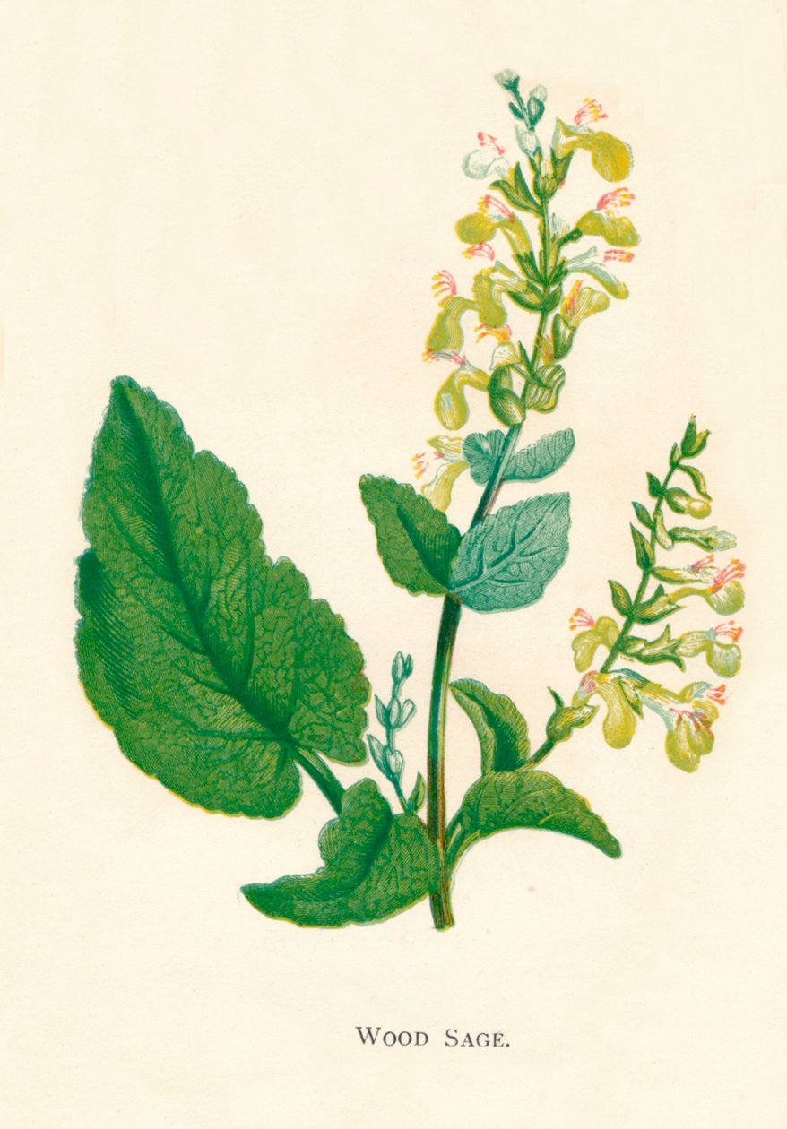 Wood Sage, c1891, 1891 od Anne Pratt