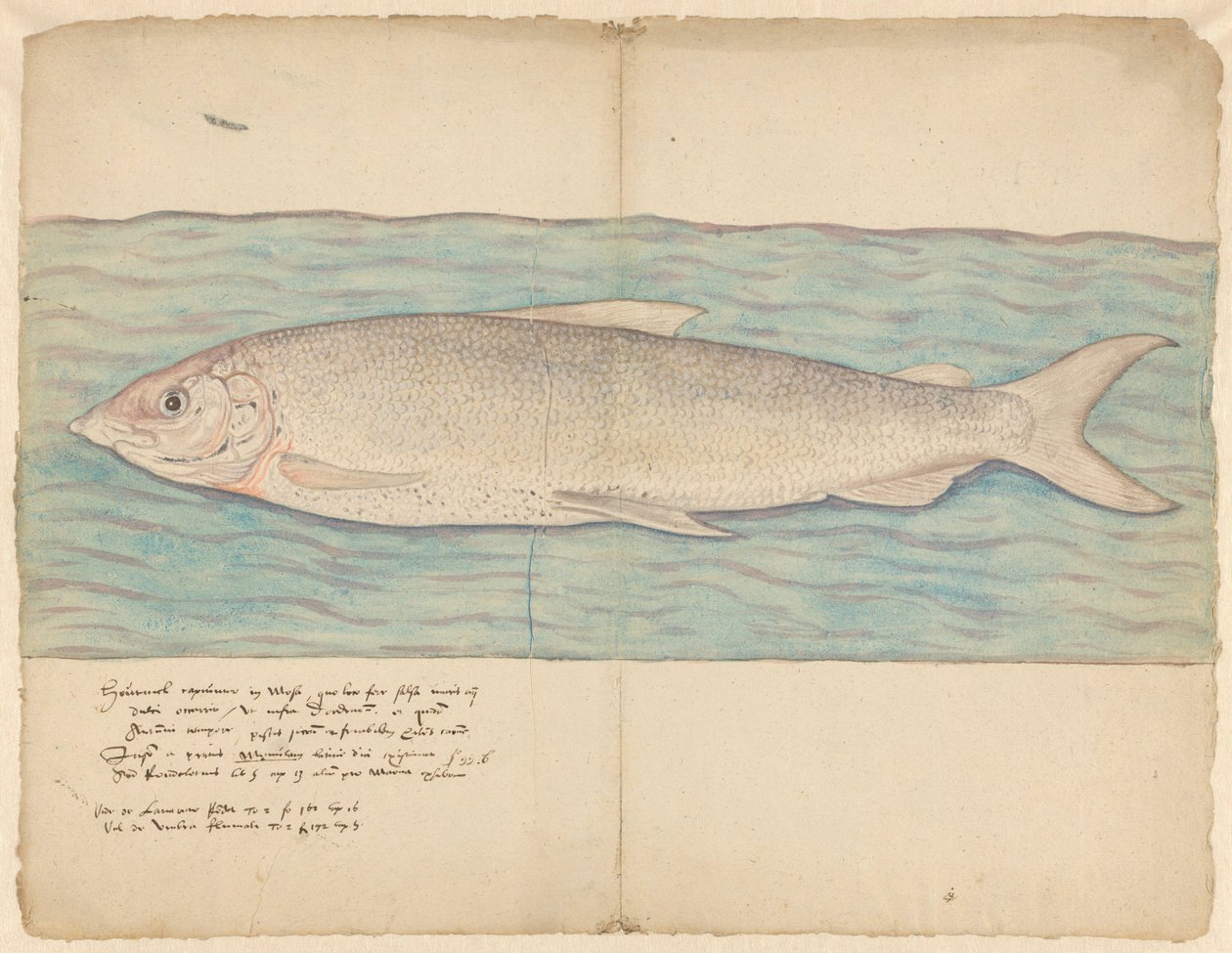 Houting (Coregonus oxyrinchus) od Anonymous