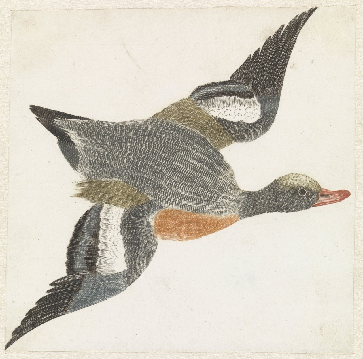 Widgeon letí doprava od Anonymous