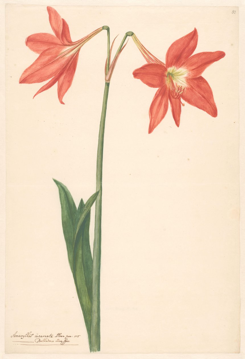 Děkuji van root amaryllis od Anonymous
