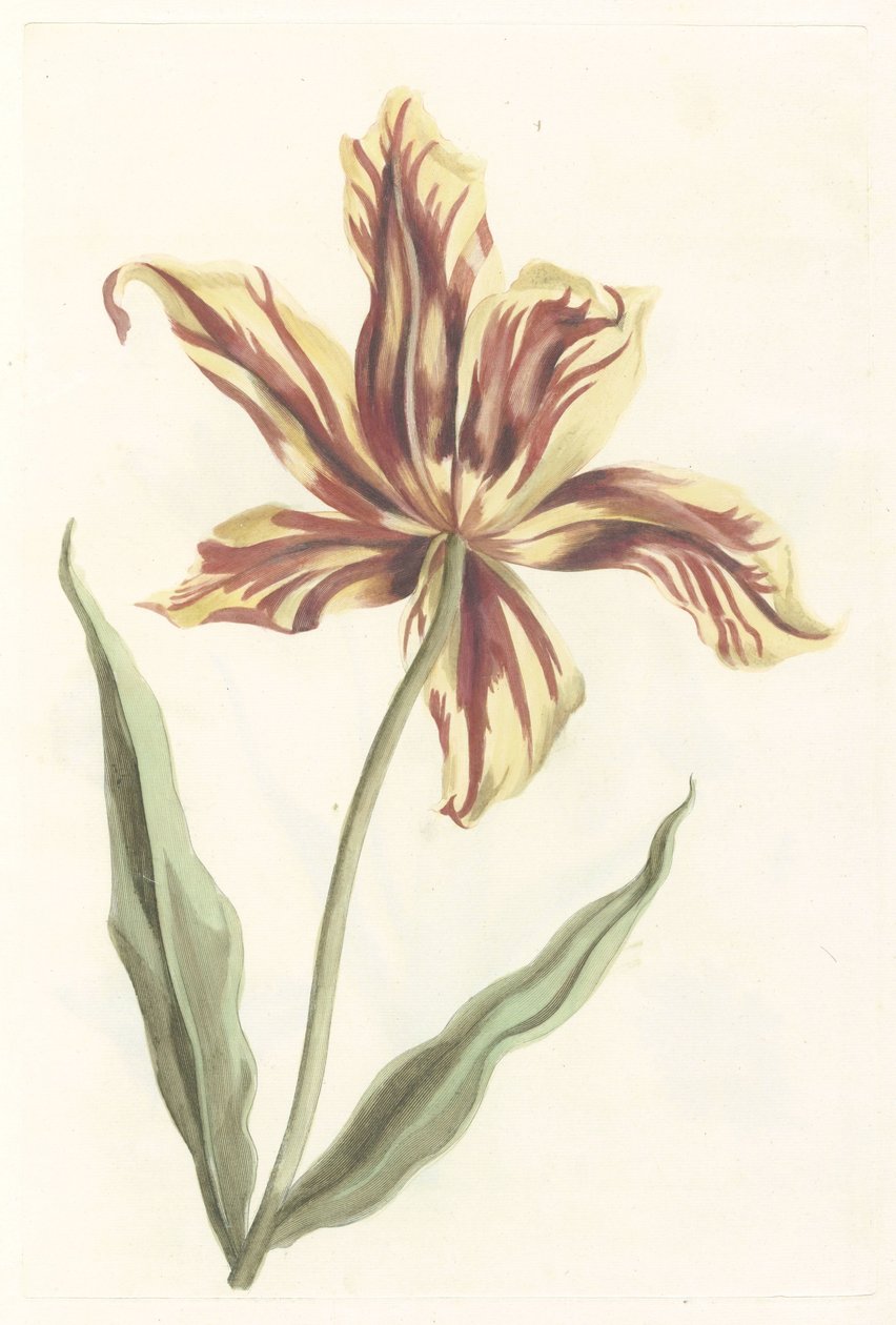 Tulipán od Anonymous