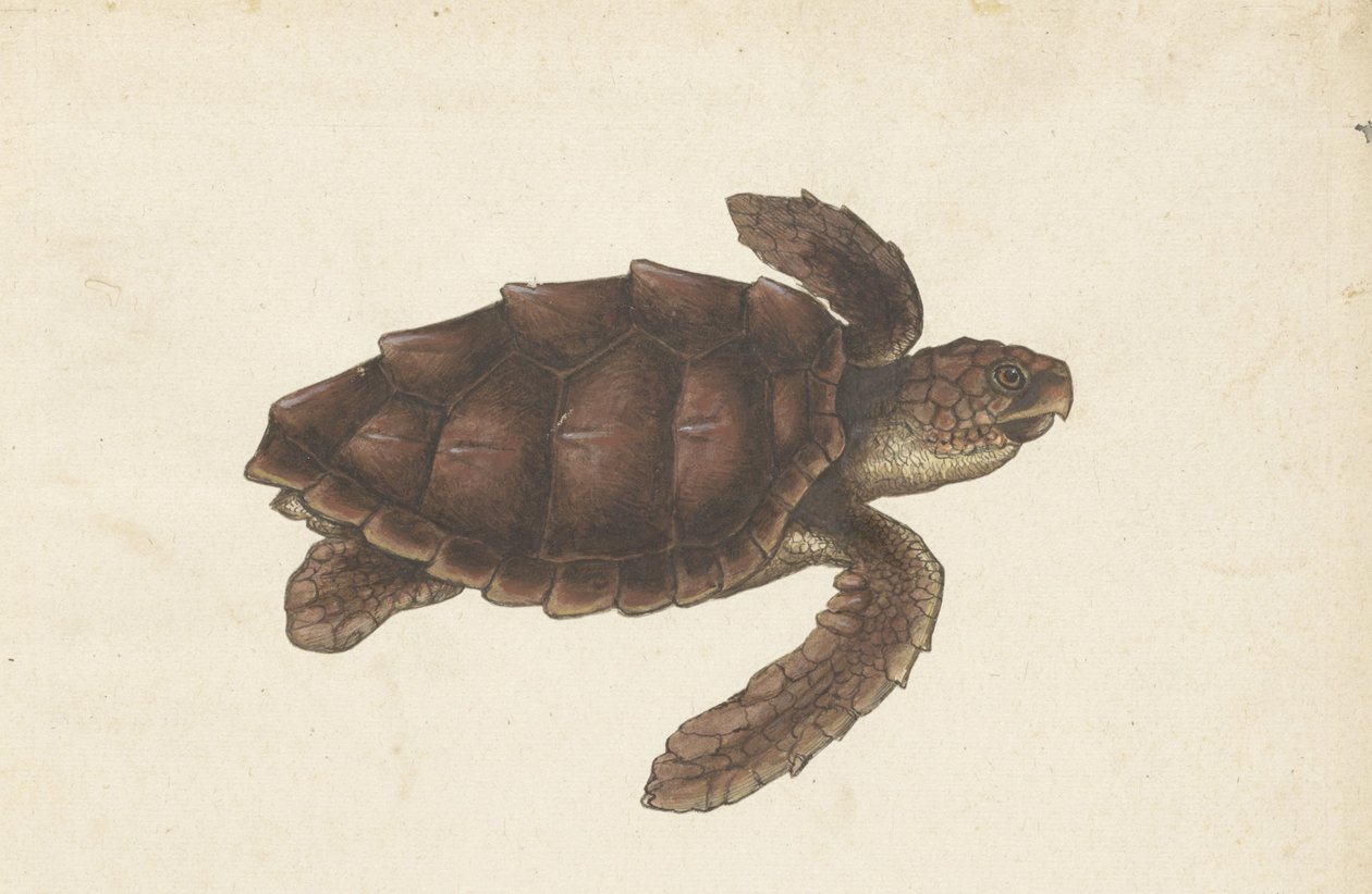 Zeeschildpad Tortugas - Eretmochelys imbricata / Želva Hawksbill / karetschildpad (název na předmětu) Lombardské album (název série) od Anonymous