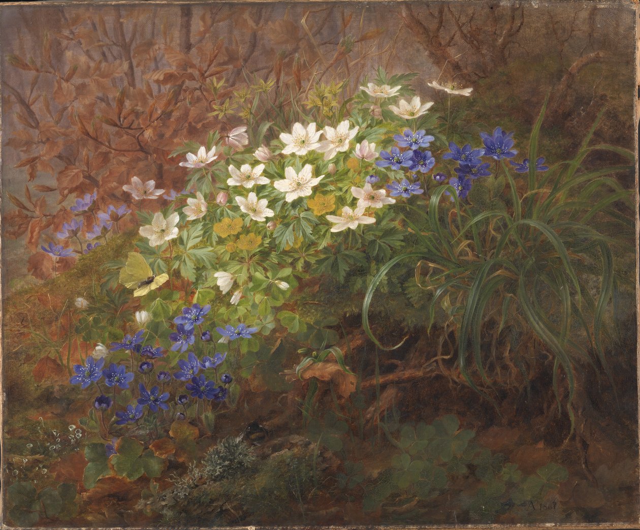 Sasanky od Anthonie Christensen