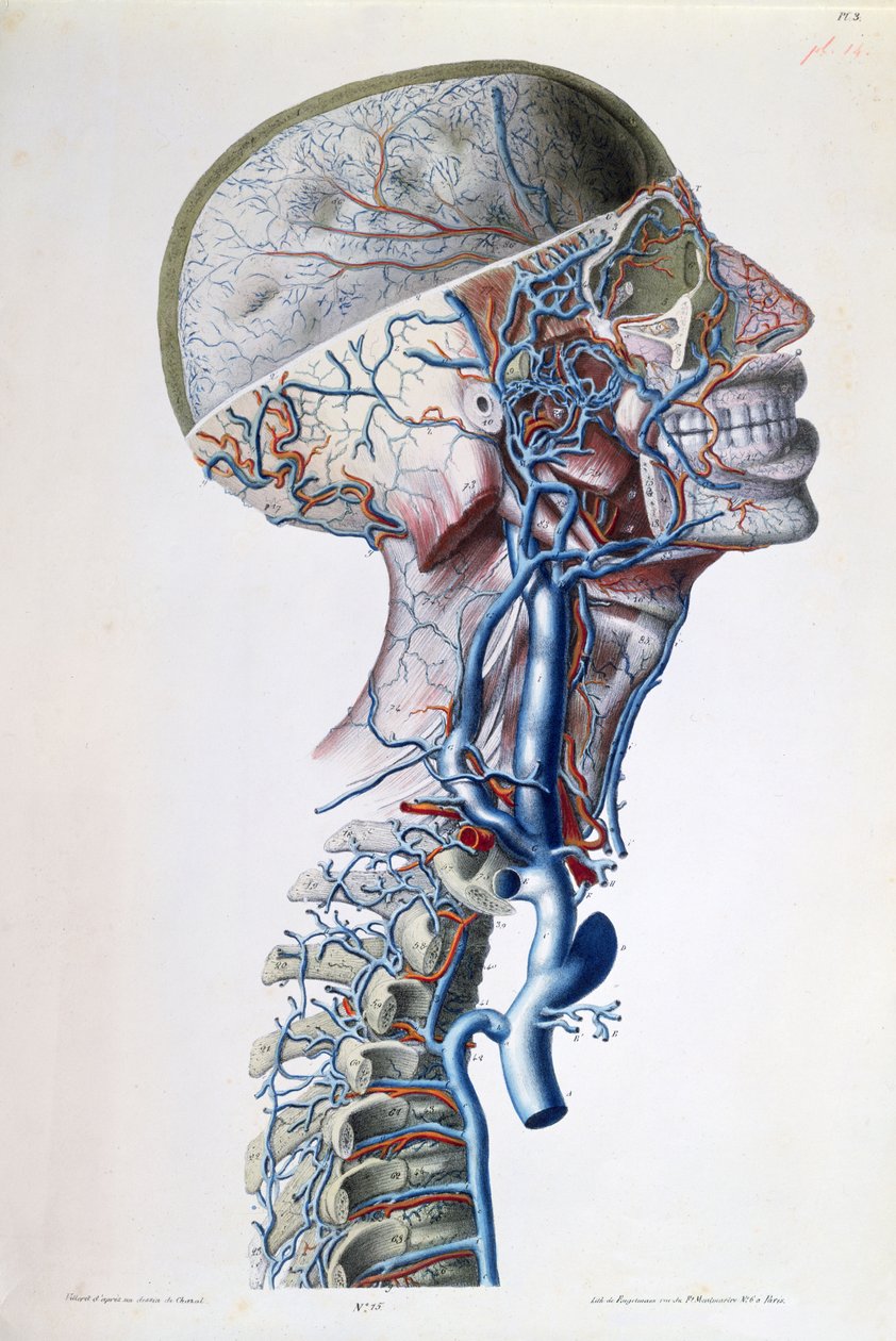 Žíly a tepny v hlavě, deska z „Anatomických, fyziologických a patologických výzkumů žilního systému“ od Gilberta Brescheta (1784-1845), rytina Engelmanna, Paříž, 1829 (barva l od Antoine Chazal