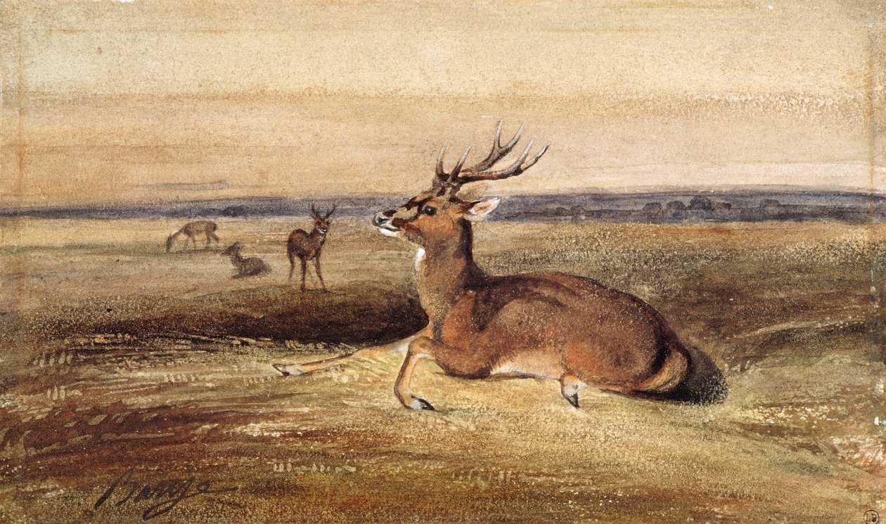 Odpočívající jelen od Antoine Louis Barye