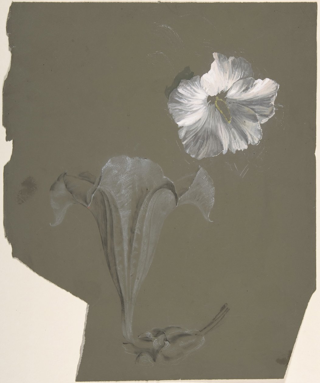 Studie dvou bílých lilií, n.d. od Antoine Berjon