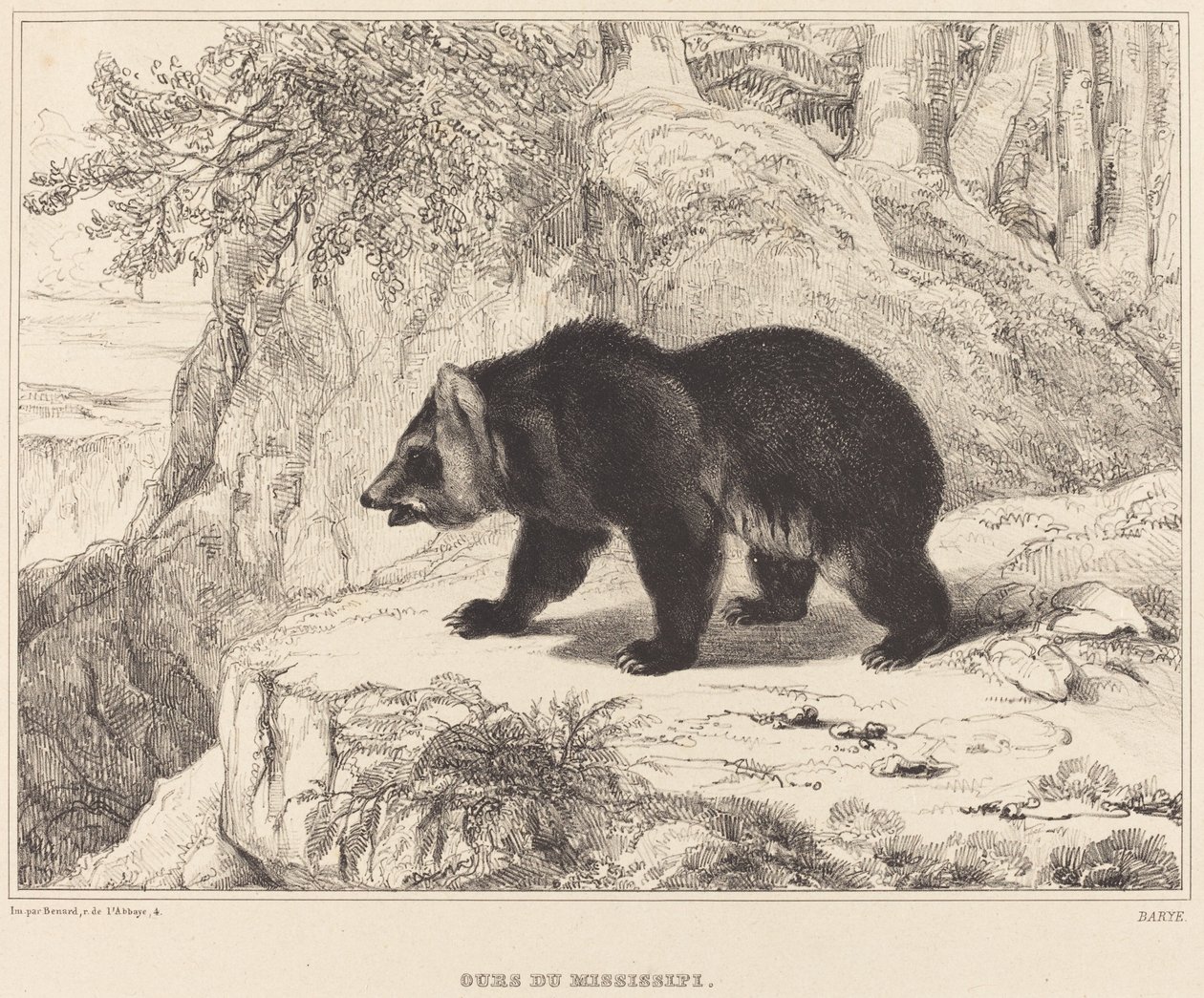 Mississippi medvěd, 1836. od Antoine Louis Barye