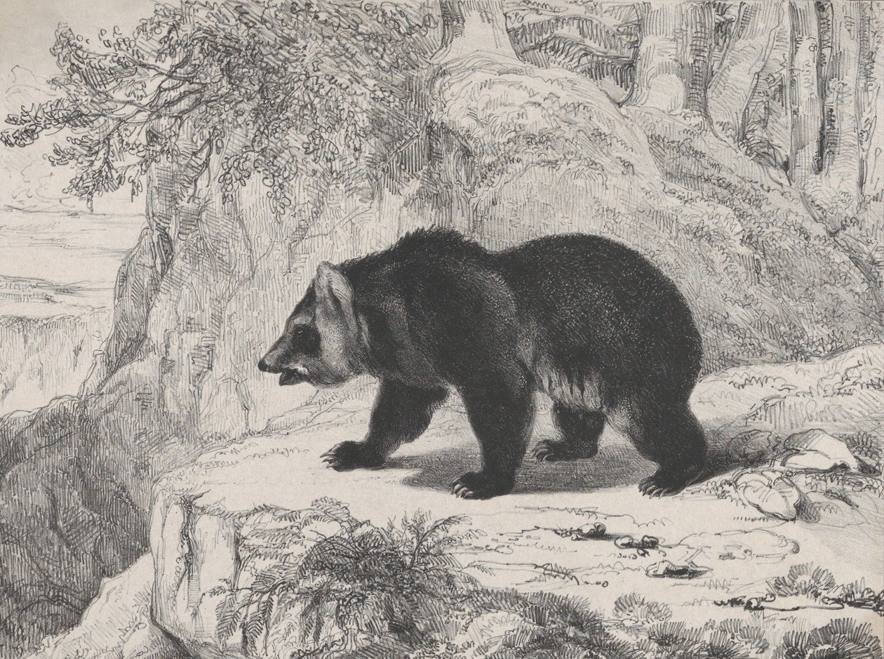 Mississippi medvěd, 1836. od Antoine Louis Barye