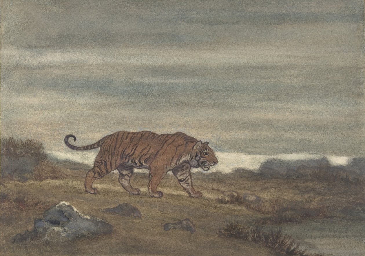 Tiger Approaching Pool, 1810-75. od Antoine Louis Barye