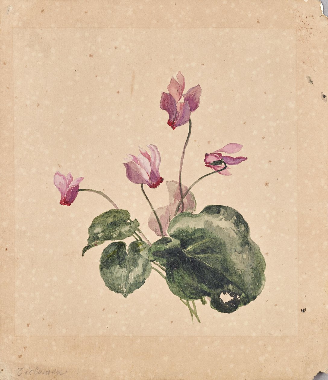 Cyclamen od Anton Hartinger
