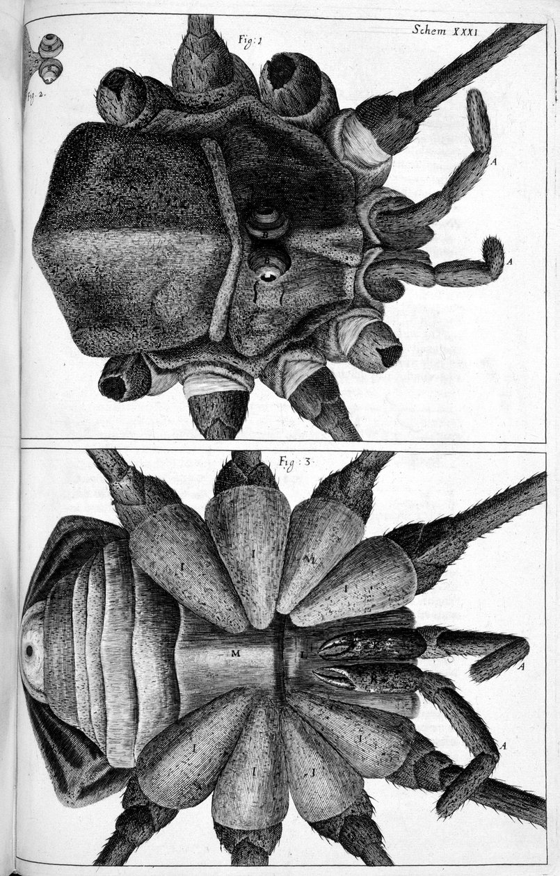 Mikroskopie od Frederick (attr. to) Barnard