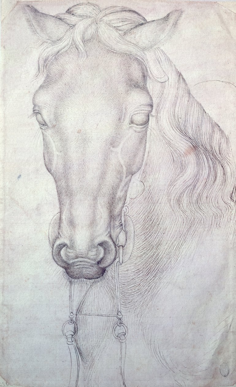 Hlava koně od Antonio Pisanello