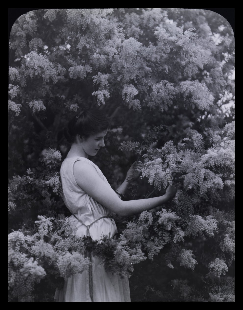 Cootamundra Wattle od Archibald James Campbell
