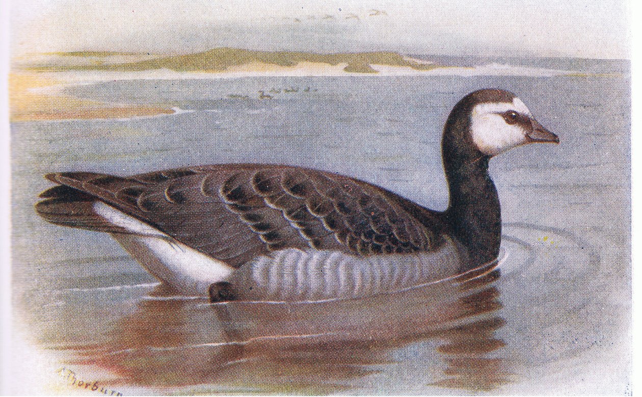 Barnacle Goose od Archibald Thorburn