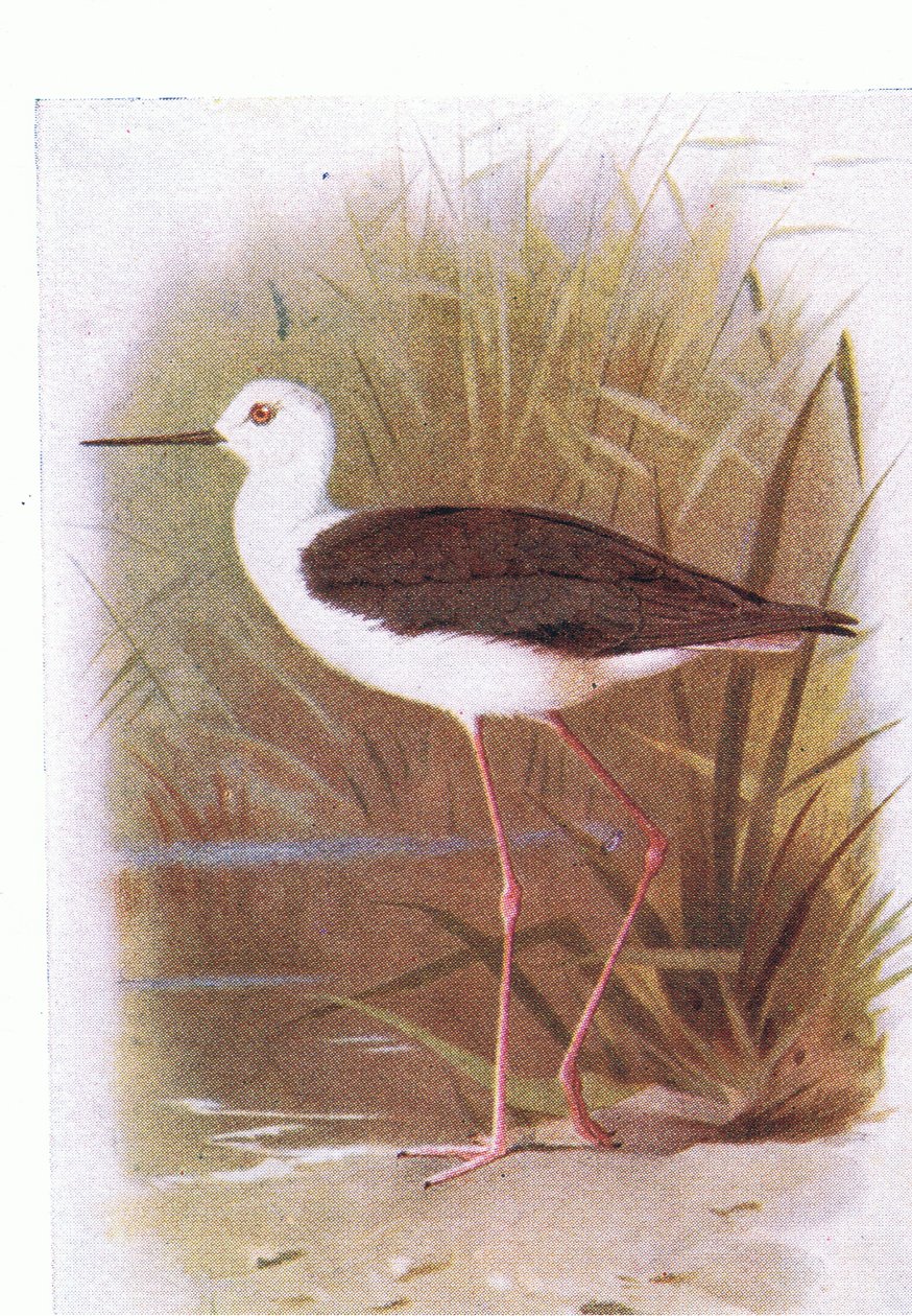Black Winged Stilt, od Birds of the British Isles and Their Eggs vydané Frederick Warne & Co Ltd, 1958 od Archibald Thorburn