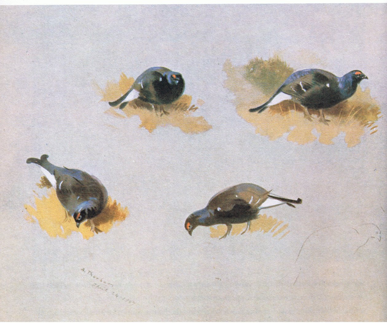 Blackcock studuje, hospoda. od Book Club Associates, 1972 od Archibald Thorburn