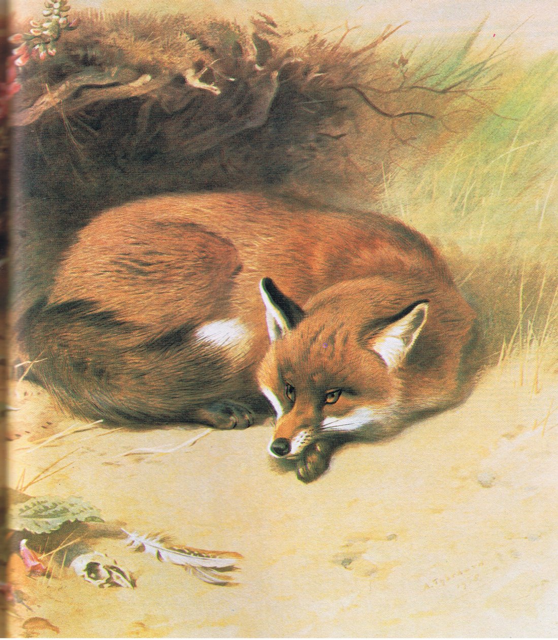 Liška, hospoda. od Book Club Associates, 1972 od Archibald Thorburn