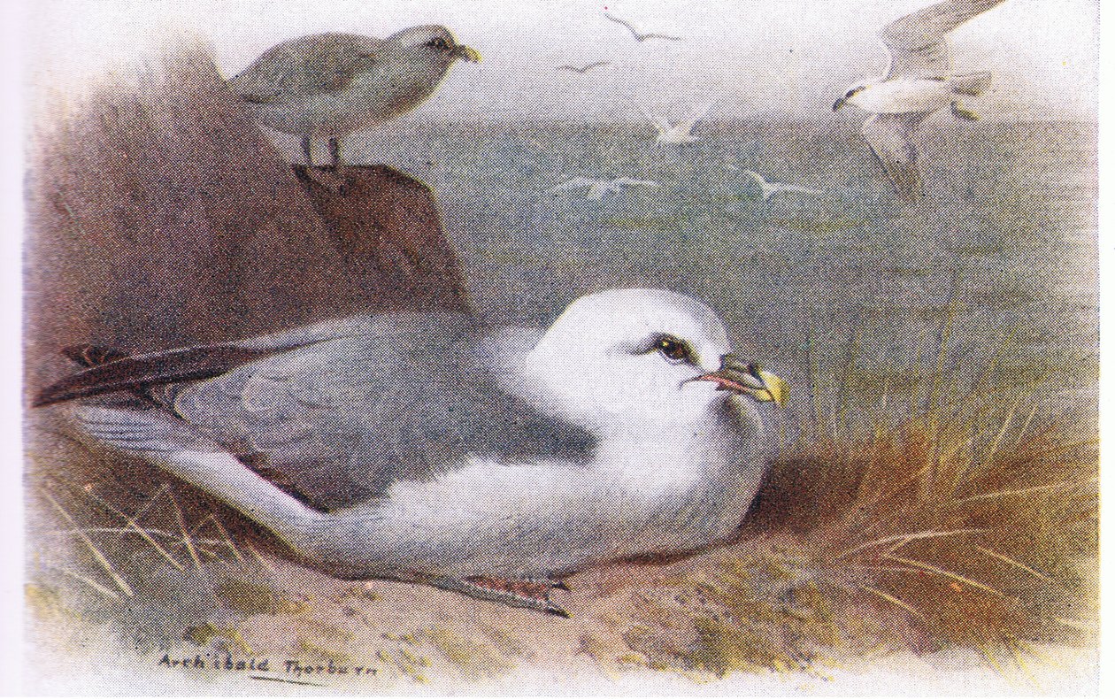 Fulmar od Archibald Thorburn