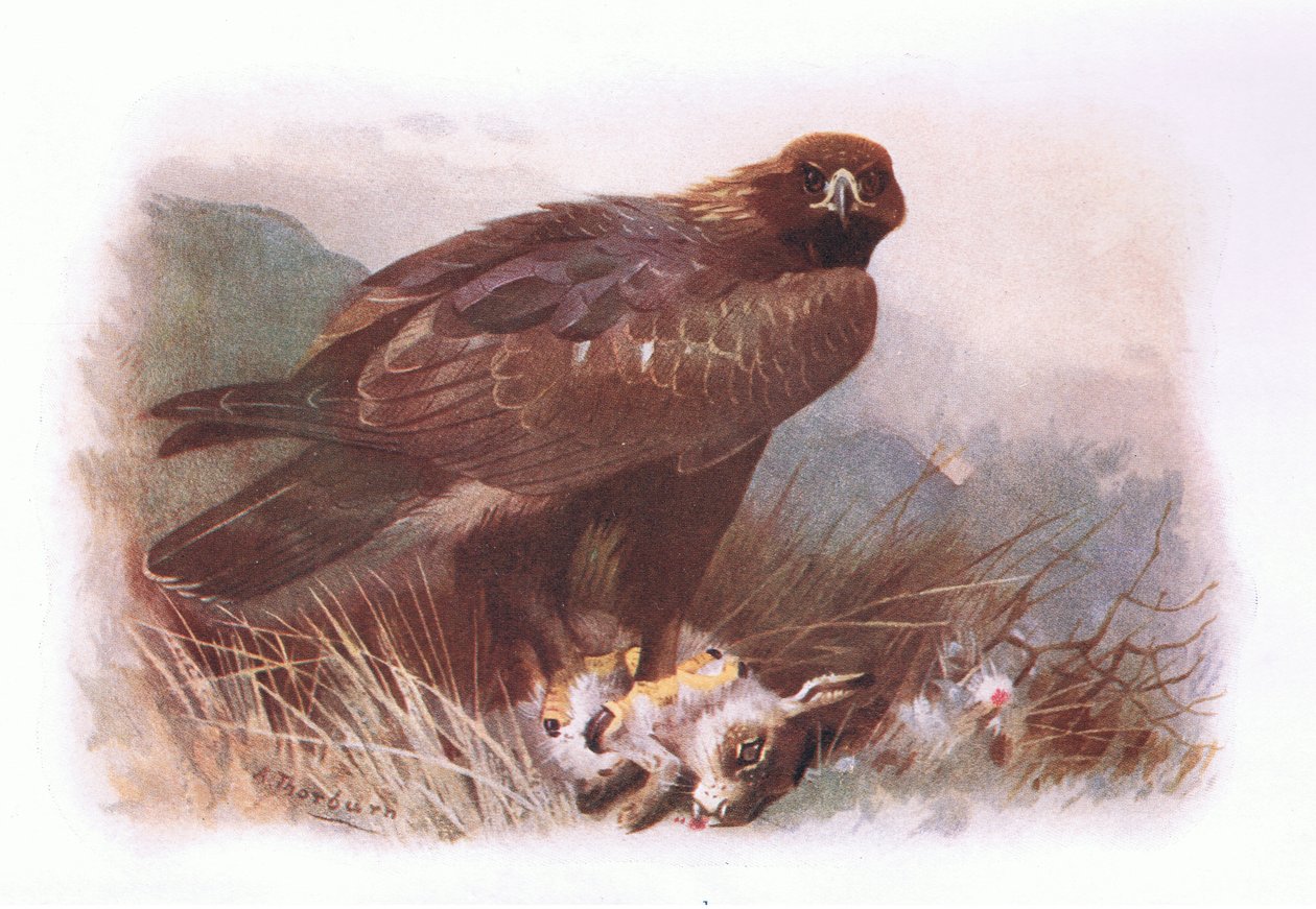 Golden Eagle, od British Birds vydané Longmans, 1932 od Archibald Thorburn