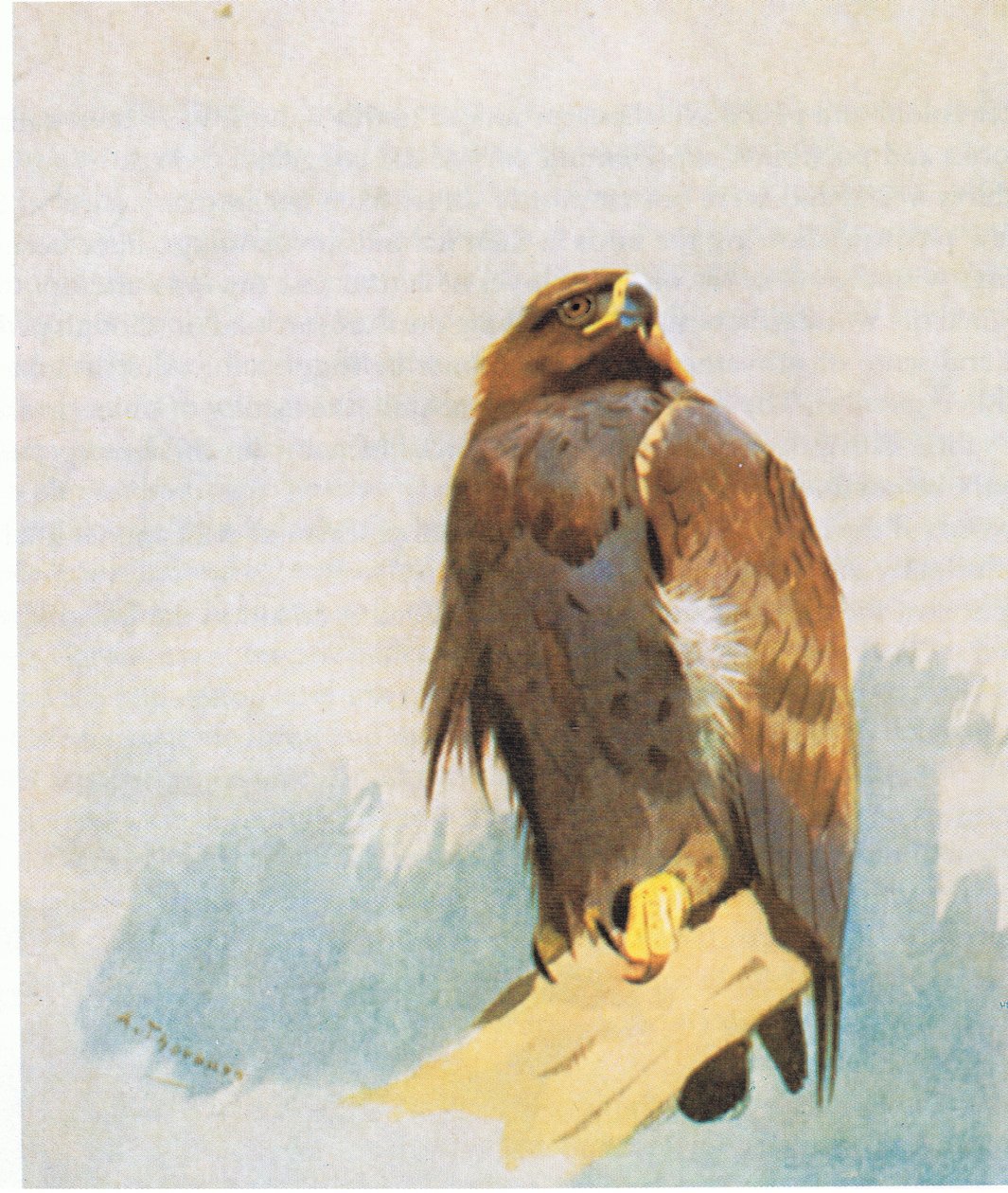 Studie Golden Eagle, nakladatelství Book Club Associates, 1972 od Archibald Thorburn
