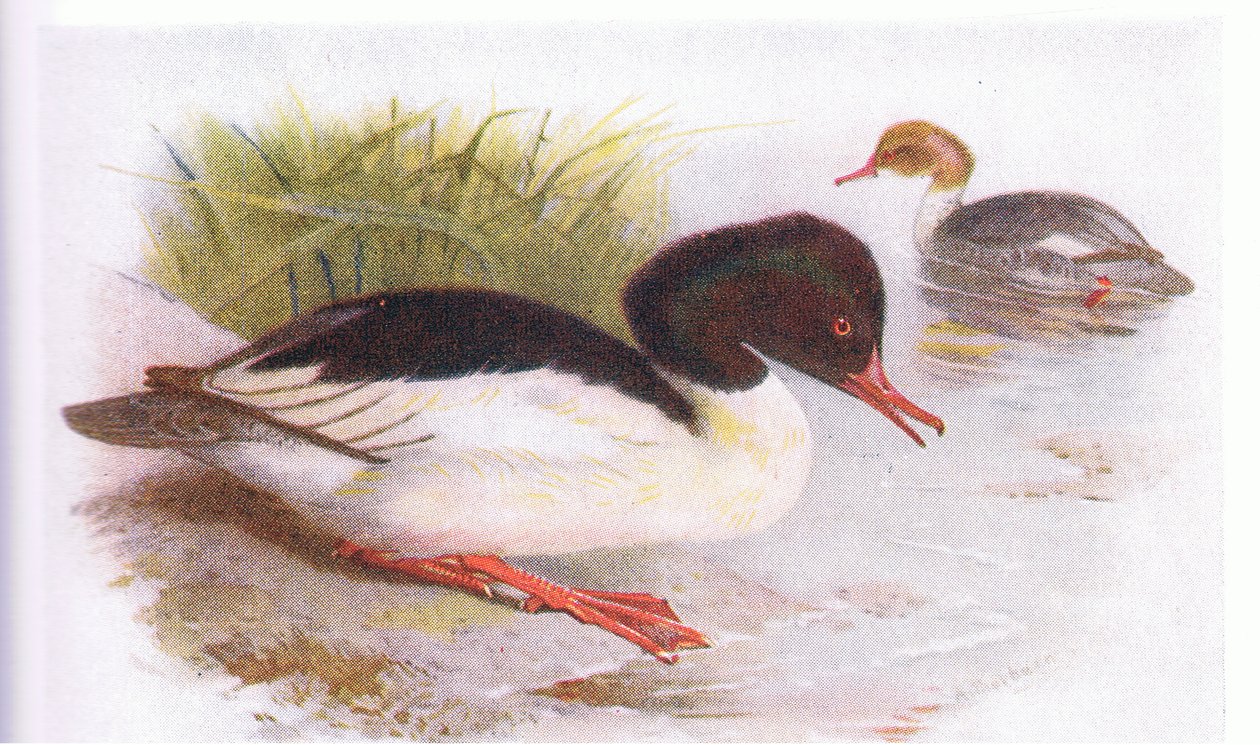 Goosander od Archibald Thorburn
