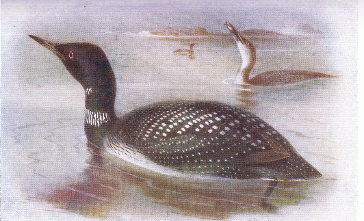 Velký severní potápěč od Archibald Thorburn