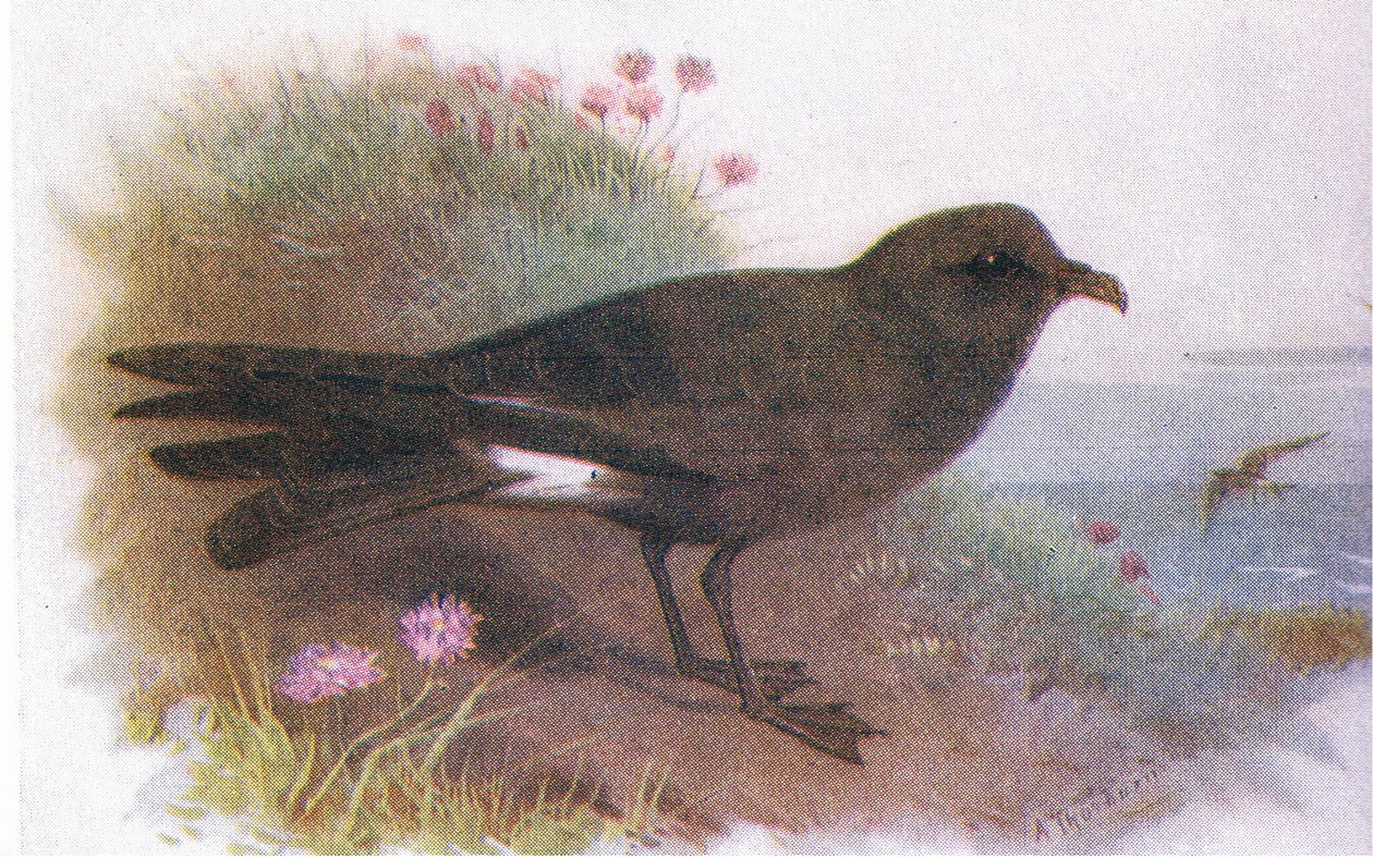 Petrel Leachův od Archibald Thorburn