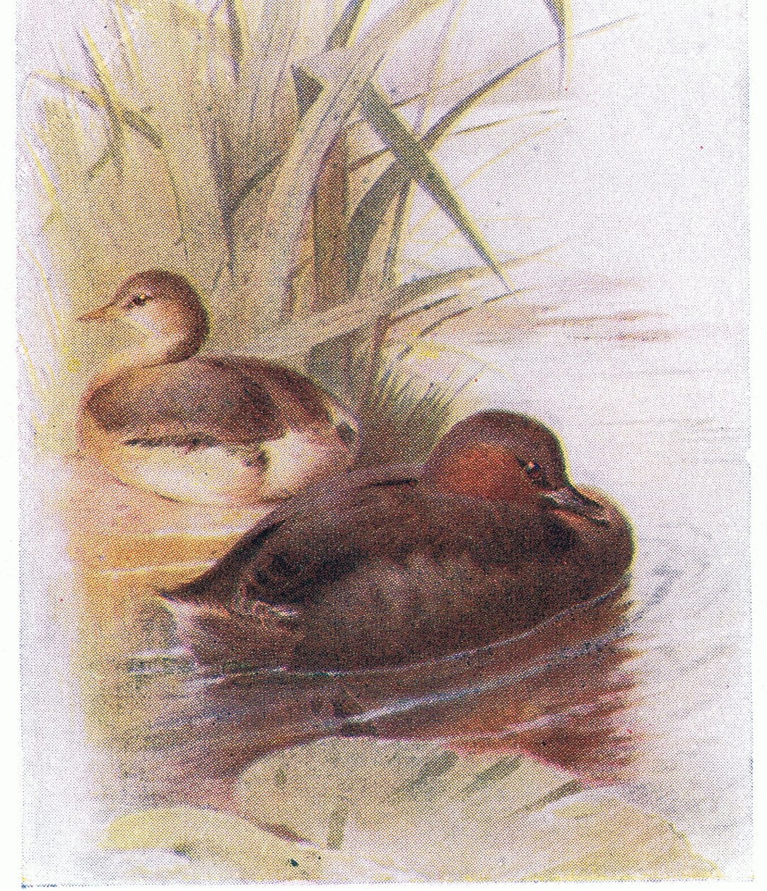 Malý grebe od Archibald Thorburn