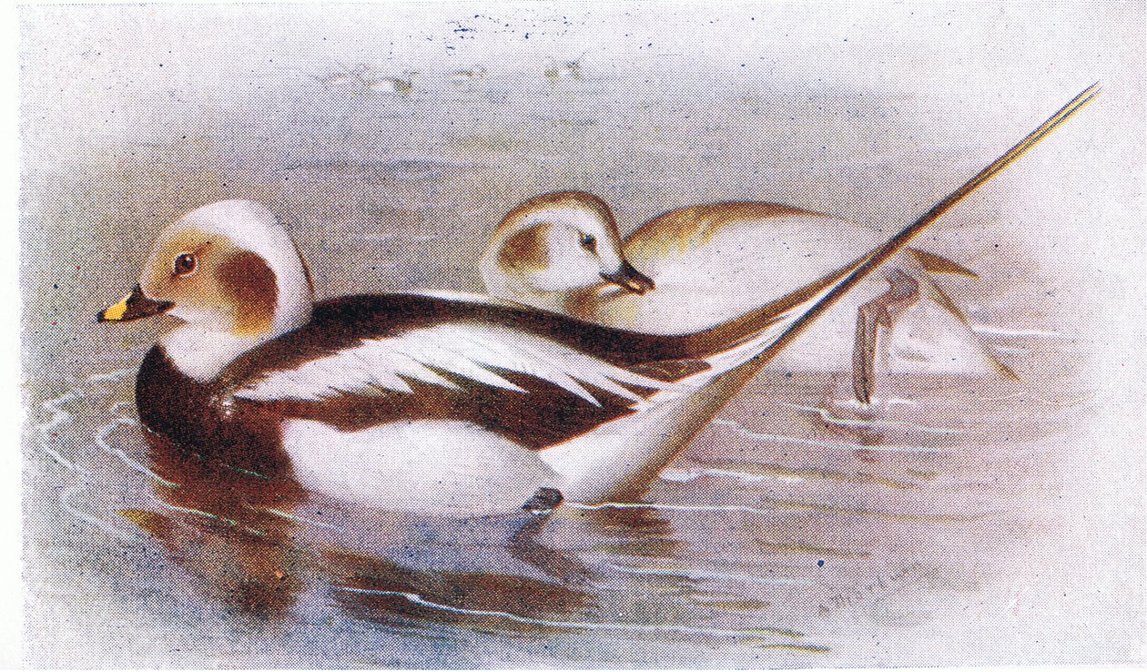 Dlouhoocasá kachna od Archibald Thorburn