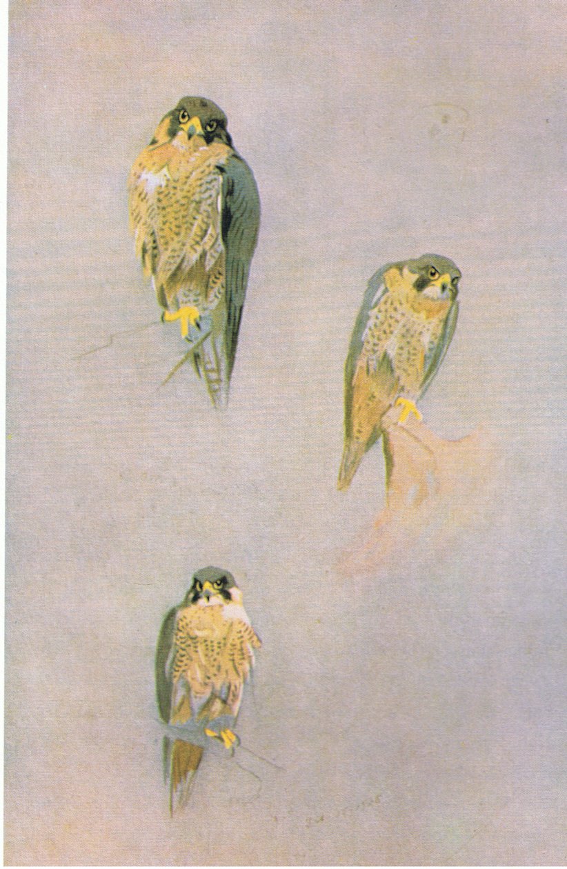 Studie sokola stěhovavého, nakl. od Book Club Associates, 1972 od Archibald Thorburn